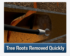 Tree Root Intrusions Toongabbie